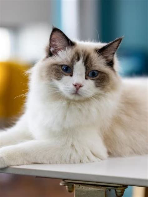 TOP 10 CUTEST CAT BREEDS IN THE WORLD Houston Streets