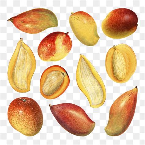 Hand Drawn Natural Fresh Mango Premium Png Rawpixel