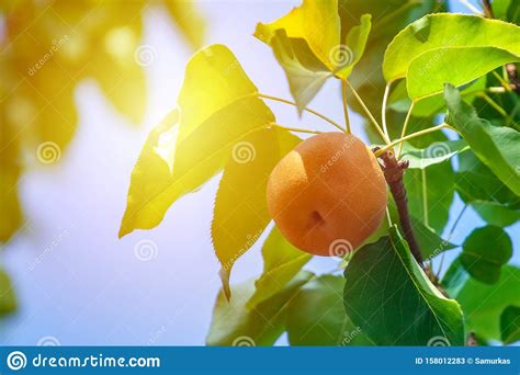 Small Unripe Fruit Of A Pear Tree Grows In The Garden Stock Image