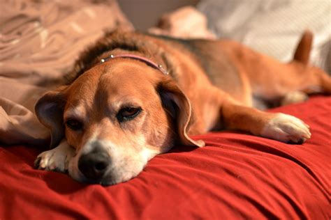 See full list on mayoclinic.org Dog Depression | Healthy Paws