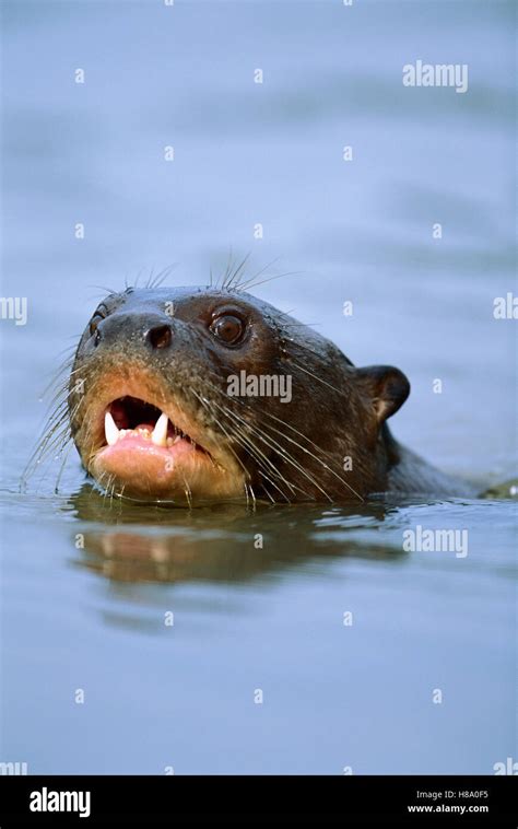 Giant River Otter Pteronura Brasiliensis An Endangered Species