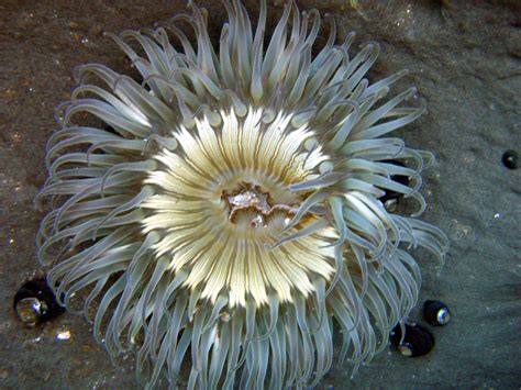 Filesea Anemone In Tidepools