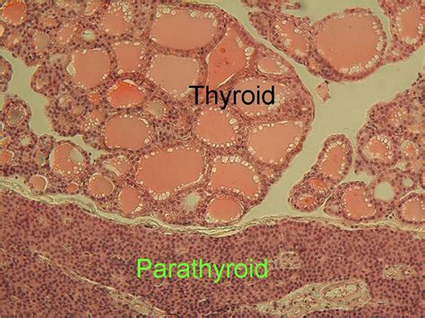 Histology Of Parathyroid Gland