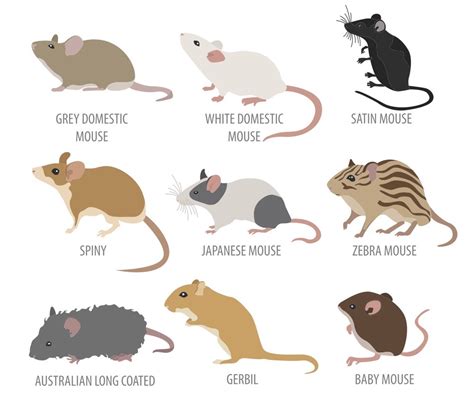 Mice Communication Whats Your Mouse Trying To Say Small Pet Select