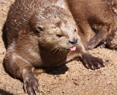 Silly Otter Sticking Its Tongue Out At Me View On Bl Nathan