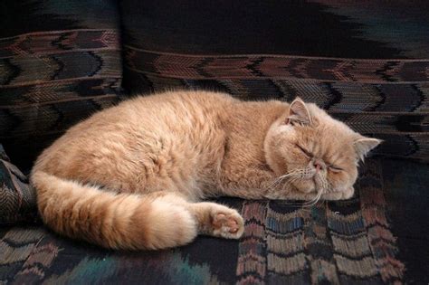 Fun Facts About Ginger Tabby Cats Cole Marmalade