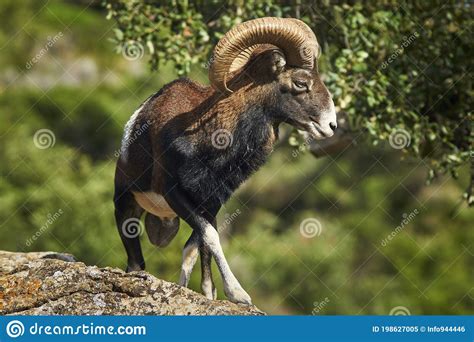 Male Common Mouflon Ovis Aries Musimon In Mating Season In Marbella