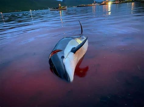 Bloody Slaughter Of 100 Bottlenose Dolphins On Faroe Islands Sparks
