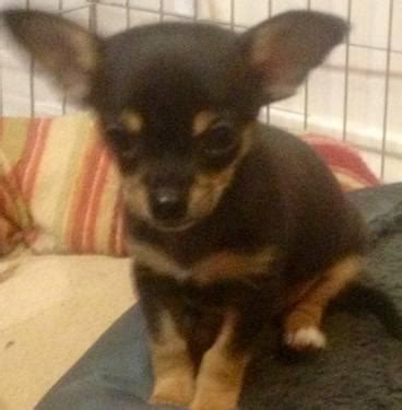 Chihuahua is a state in north western mexico with a mainland area of , slightly larger than the united kingdom. AKC CHIHUAHUA PUPPIES, males for Sale in Salem, Oregon ...