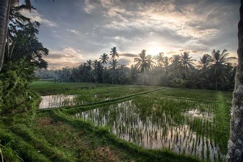 Ubud Kajeng Rice Field Bali Indonesia Holidify