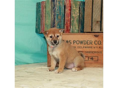 Shiba inu stud straight from japan. Shiba Inu DOG Red Sesame ID:2939655 Located at Petland Las Vegas, NV