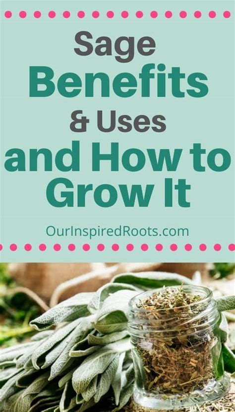 Sage Benefits And Uses And How To Grow It Our Inspired Roots