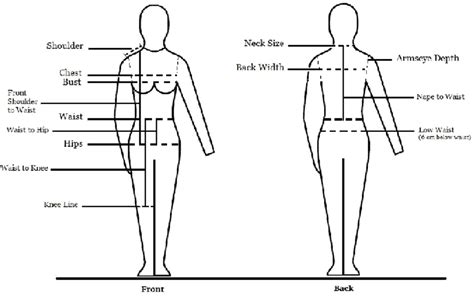 The Standard Body Measurements Chart Download Scientific Diagram