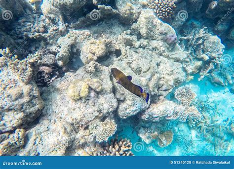 Exotic Marine Life Near Maldives Island Stock Photo Image Of Pure