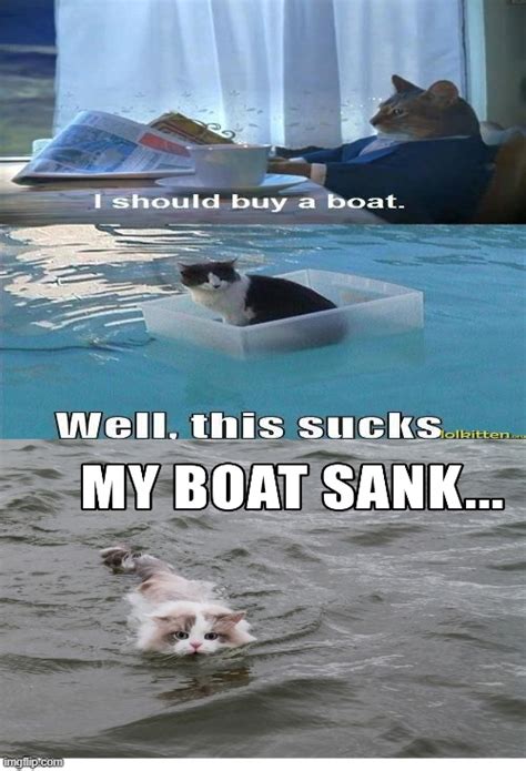 Image Tagged In Memesi Should Buy A Boat Cat Imgflip