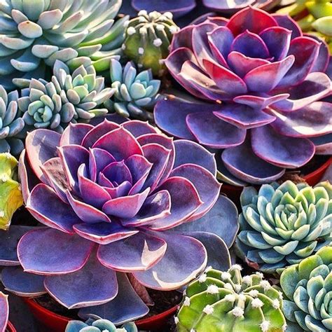 Pin By Brooke Bradford On Plants Succulent Painting Succulents