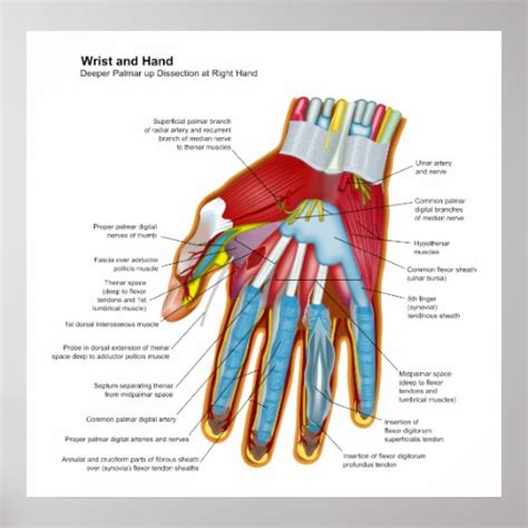 Anatomical Diagram Of The Human Hand And Wrist Poster Zazzle