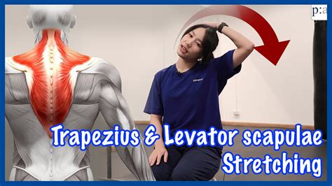 Neckandshoulder Stretching Trapezius Levator Scapulae Painaway Youtube