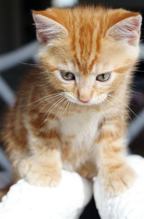 1000 Images About Cute Cats On Pinterest Orange Cats