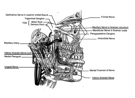 Trigeminal Nerve Anatomy Illustrated Using Examples Of Abnormalities Ajr