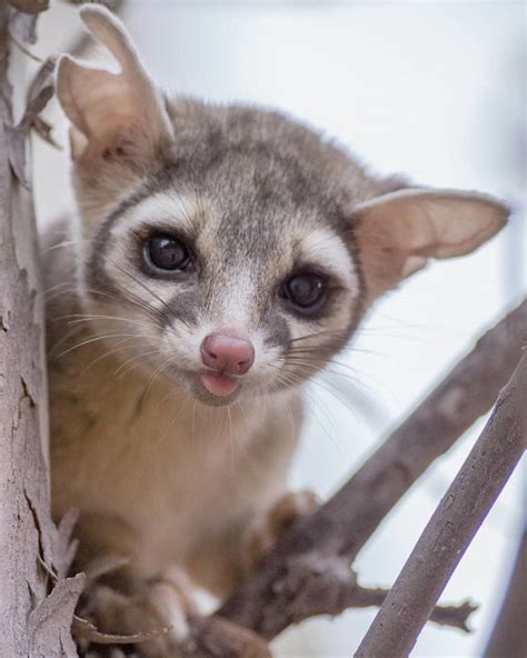 People Are Loving These Adorable Ringtail Cats That Are Native To North