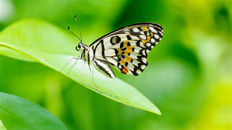 Colorful Light Yellow Butterfly On Green Leaf In Green Blur Background
