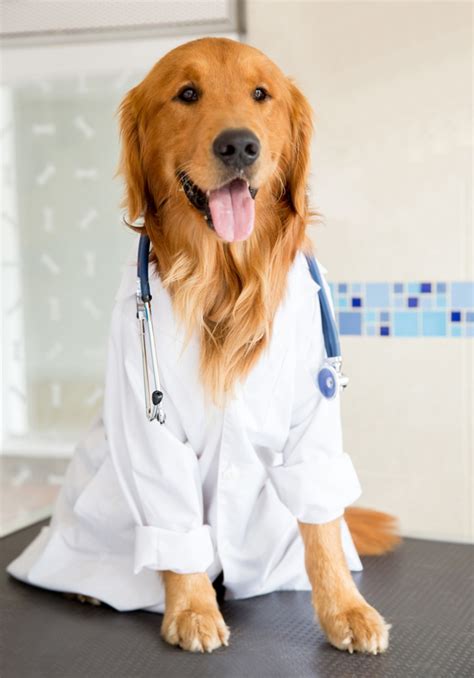 Here at vets4pets we know your pet is a member of the family and that's why we offer the best veterinary healthcare and friendly advice right across the uk. Learn How Important It Is To Get A Check Up For Your Dog ...