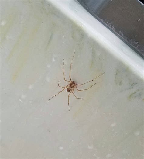 Texas Ive Seen Several Of These Spiders In My House Anyone Know