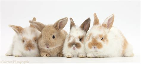 Four Cute Baby Rabbits Photo Wp36469