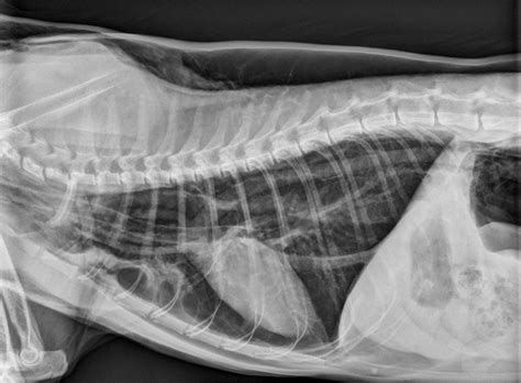 Postintubation Tracheal Tears In Cats Clinician S Brief