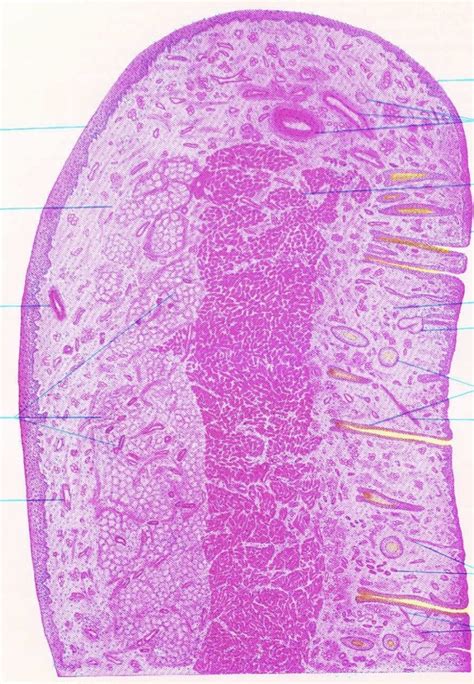 Histological Structure Of Lips