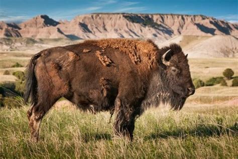 The Most Iconic Animals In Americas National Parks Huffpost