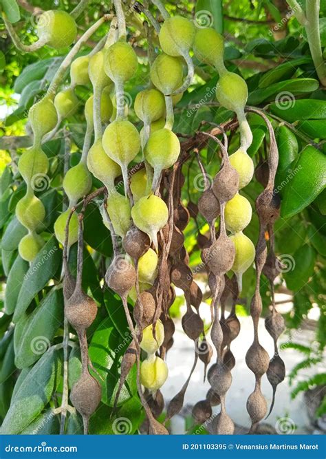 Flowers, Fruits and Trees in Tropical Island Stock Image - Image of