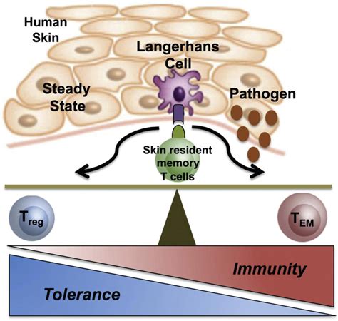 Human Epidermal Langerhans Cells Maintain Immune Homeostasis In Skin By