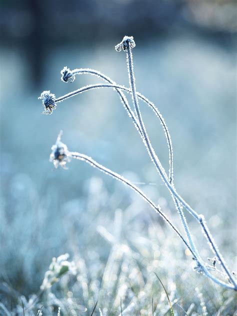 Free Images Water Grass Branch Snow Winter Flower Frost Ice