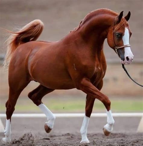 This can only be done through accurate record keeping and proper identification of each individual arabian horse. Best 250 Arabian Horse Names and Their Meanings | PetPress