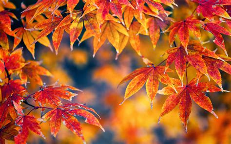 Nature Trees Leaves Autumn Fall Seasons Macro Color Wallpaper