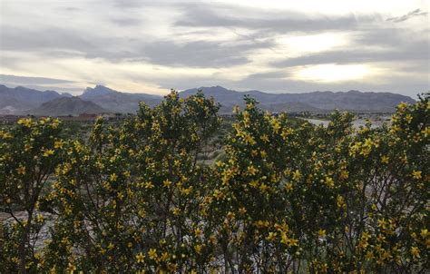 Mesquite Bushes Bloom In The Mojave Desert Today Adventure Nature