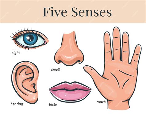 Premium Vector Five Human Senses Touch Smell Hearing Vision Taste Lip Ear Nose Eye