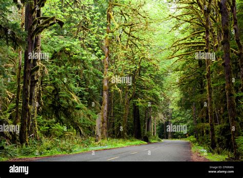 Road Through Lush Forest By Crescent Lake Olympic National Park Near