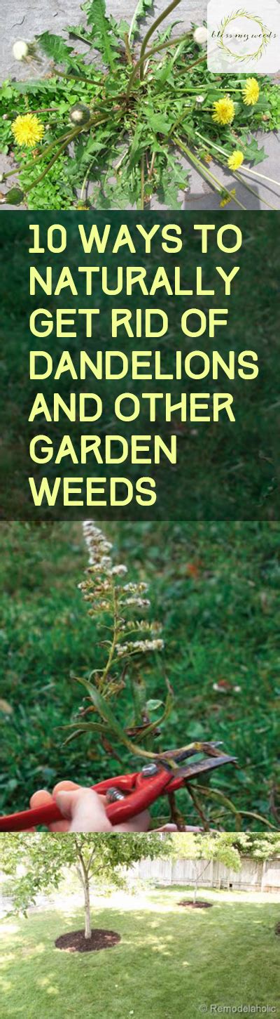 Spreading these useless items in garden paths or between rows will keeps weeds from ever showing their unwanted heads. 10 Ways to Naturally Get Rid of Dandelions and Other ...