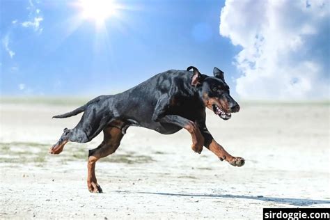 How Much Exercise Do Dobermans Need 10 Ways To Burn Dobie Energy