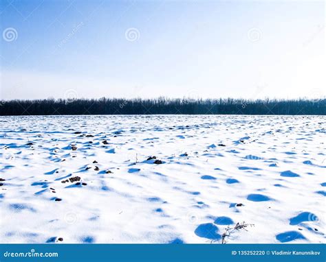 Winter Field And Forest Stock Photo Image Of Snowy 135252220