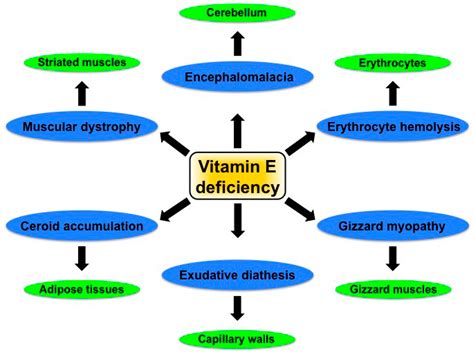 Effect of vitamin e intake on levels of vitamins e and c in the. IJMS | Free Full-Text | Effects of Dietary Vitamin E on ...
