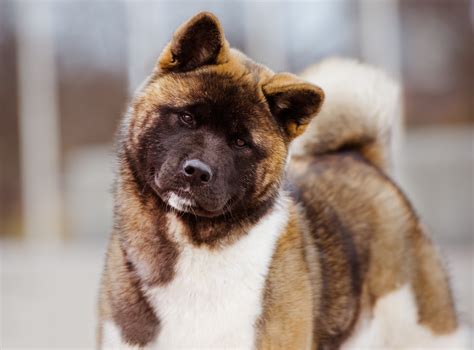28 Cute Pictures Of Akita Inu Image 8k Bleumoonproductions