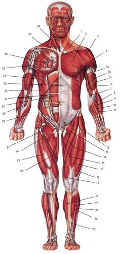 Muscular System Anterior Flashcards Quizlet