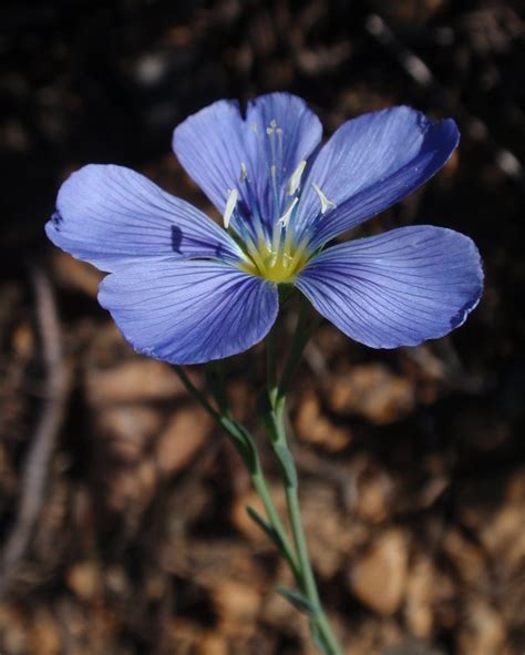 Wild Blue Flax Linum Lewisii S Okanagan Plants Bluepurple