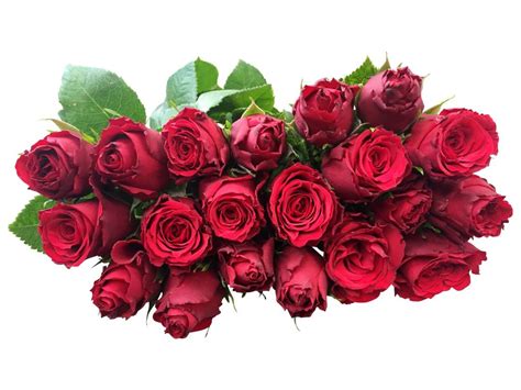 Rot, decomposition of organic matter. 10 Rote Rosen im Bund online kaufen - bezahlbare-blumen.de ...