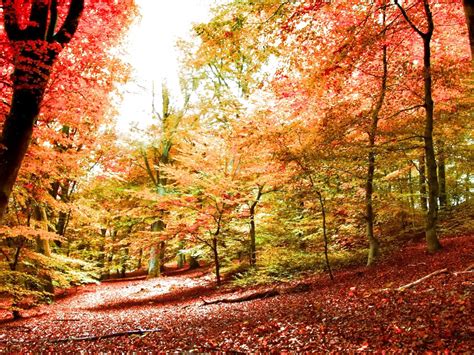 Forest Trees Nature Landscape Tree Autumn Fall Wallpaper