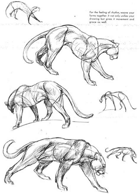 Pin By Ash On Animal Help Feline Anatomy Animal Drawings Animal
